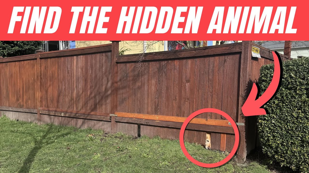 🕵️&zwj;♂️ Can You Spot the Hidden Animals? 🐾🌿 | Animal Quiz 2025 #15