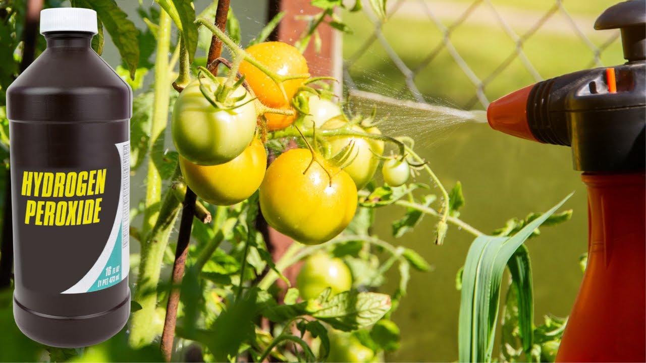 10+ Miraculous Benefits Of Hydrogen Peroxide In Your ENTIRE GARDEN