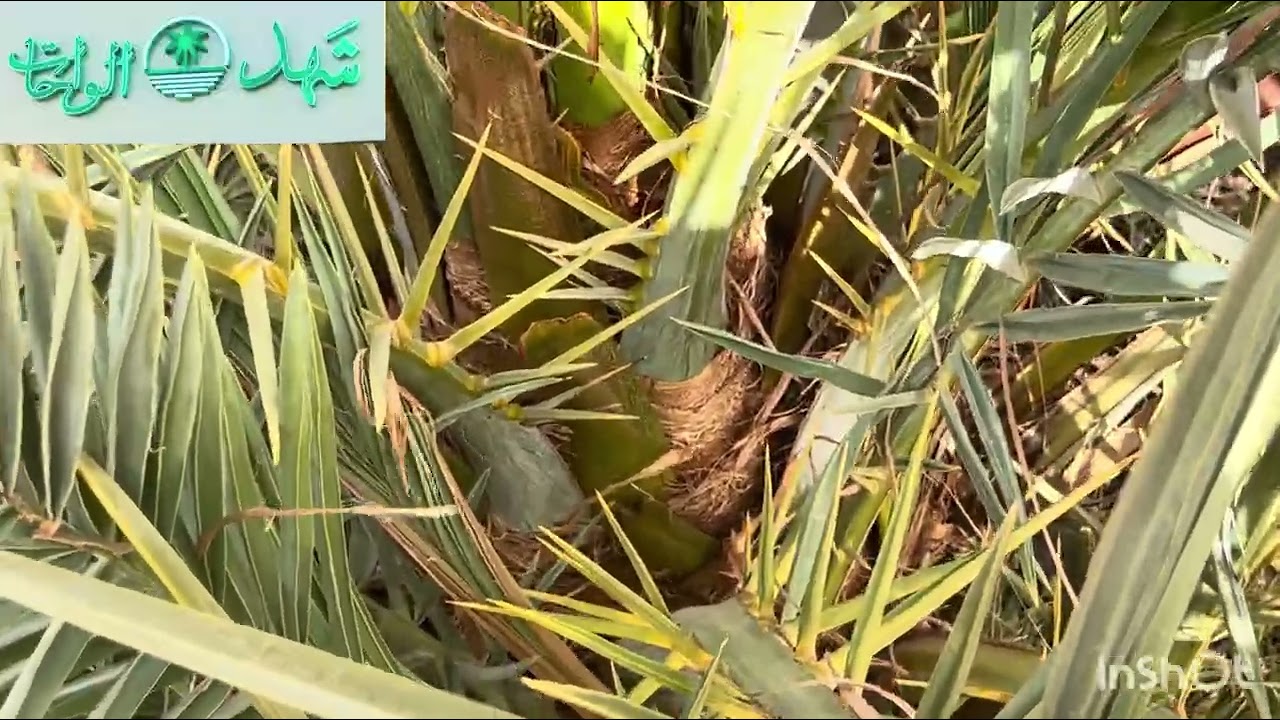 فدان واحد مجدول لقطه بأرخص سعر في مصر للبيع