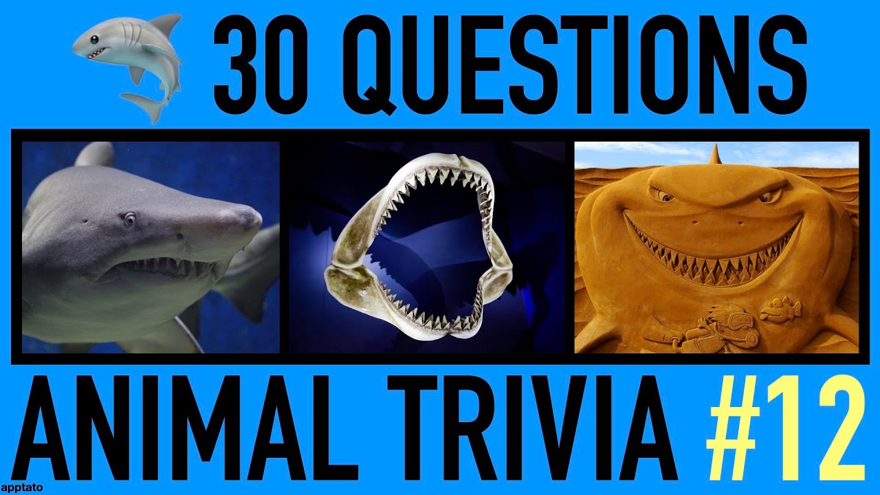 ANIMAL TRIVIA QUIZ #12 - 30 Shark Trivia Questions and Answers | Sharks Pub Quiz