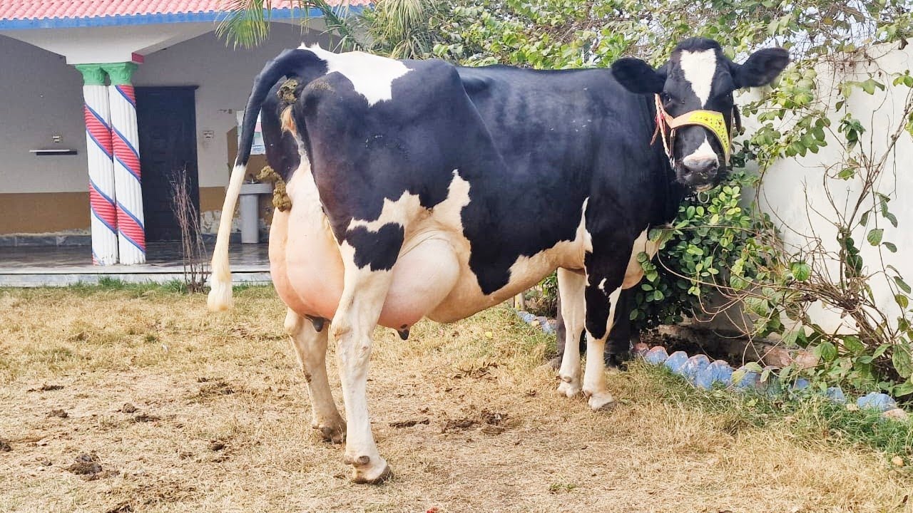 Khuram Dairy Farm Bhalwal | Australian Friesian Jersey Cow In Sargodha || Khuram Dairy Farm