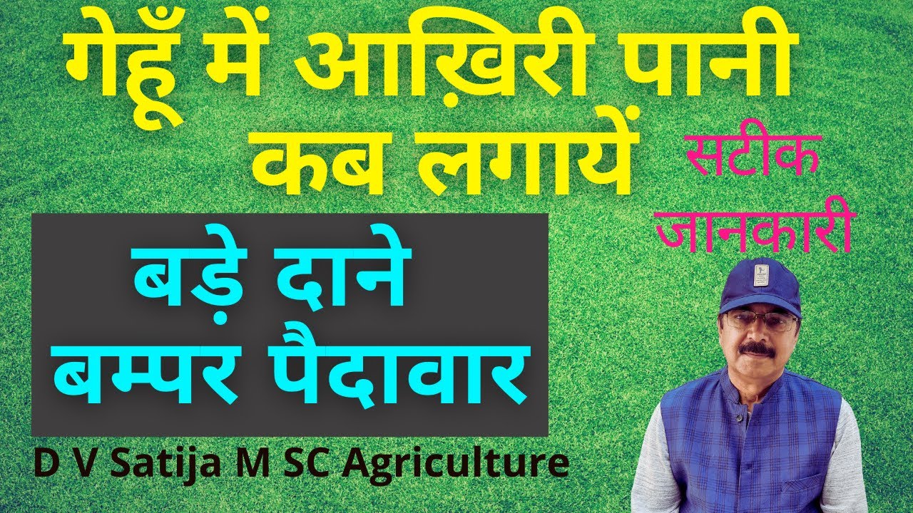 Gehu mein aakhri pani aur paidawar | gehu ki sichai | wheat last irrigation |