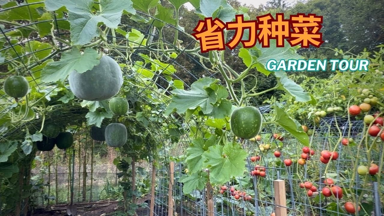 低维护菜地参观 | Low Maintenance September Garden Tour