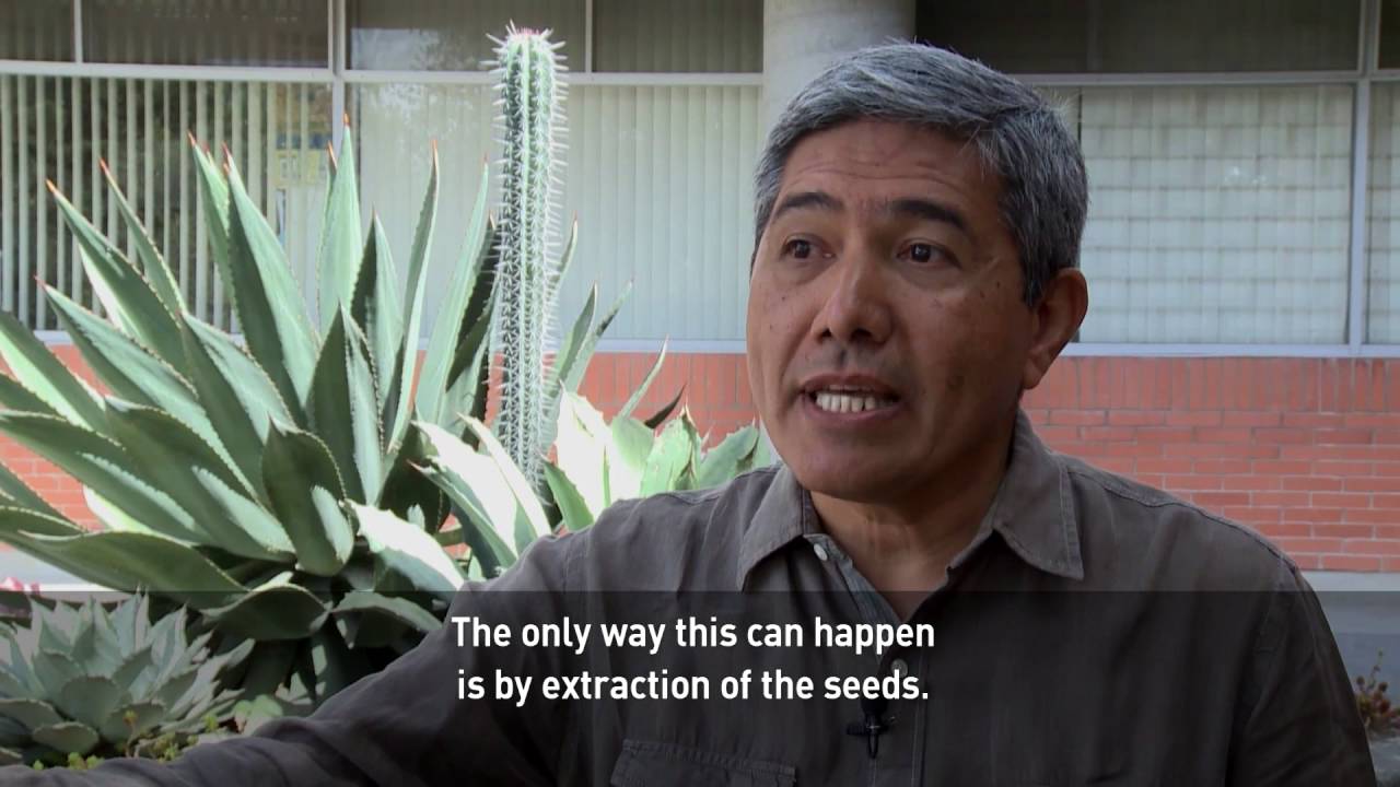 Cactus seeds smuggled from Mexico may cause cactus extinction