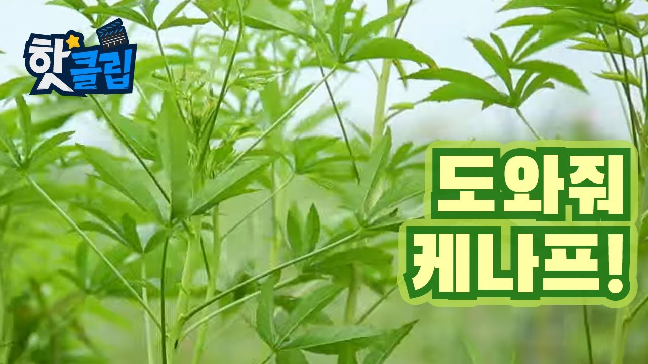바이오매스 유망식물, 케나프의 특징 [핫클립] / YTN 사이언스