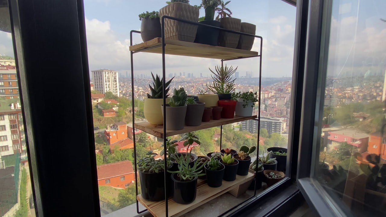 Kaktüs ve Sukulentler kışın nerede olmalı ? Kış uykusunda yapılacaklar.