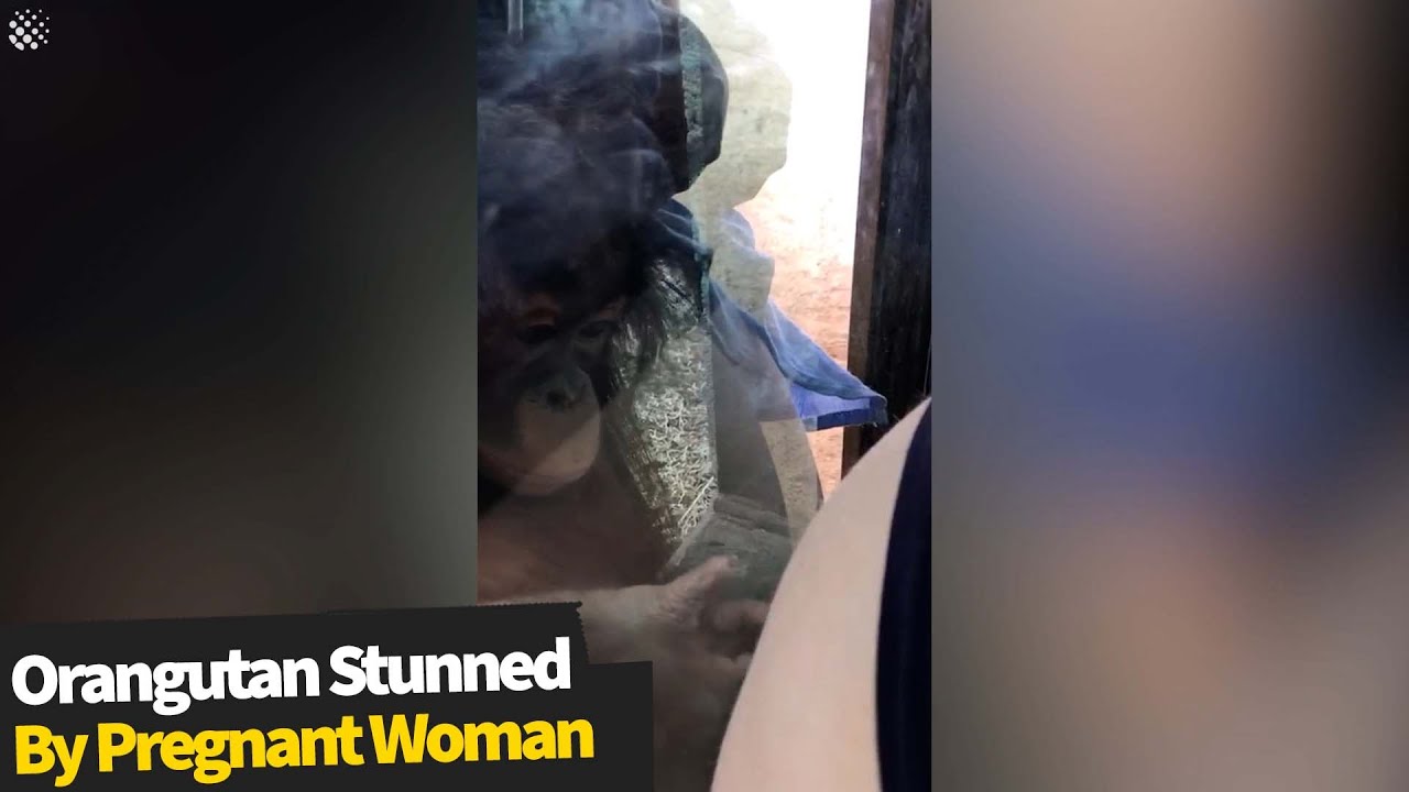 Pregnant mum stunned when baby orangutan repeatedly kissed her bump