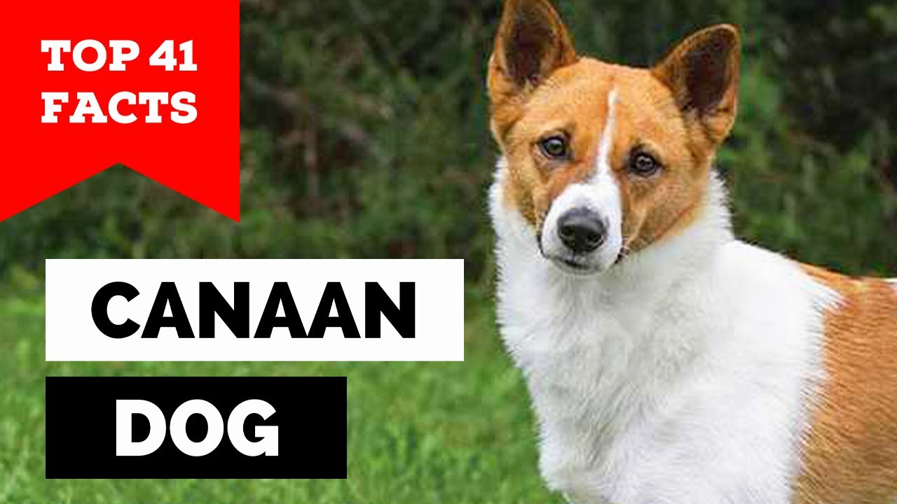 99% of Canaan Dog Owners Don't Know This