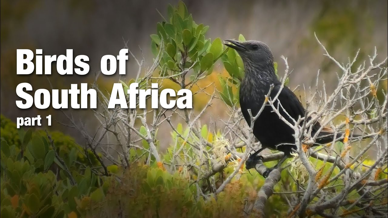 Over 30 bird species of 🇿🇦 South Africa, Western Cape (part 1) #birds #nature #wildlife