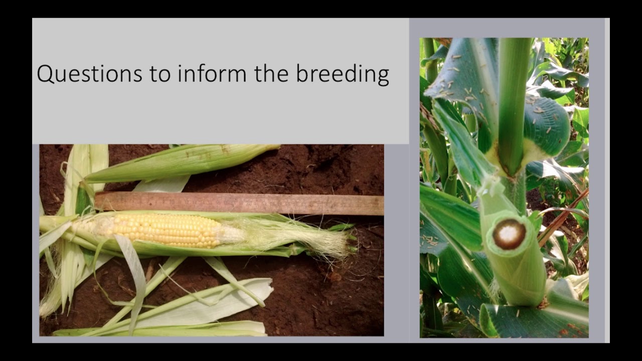 Corn earworm management: A survey of organic sweet corn growers