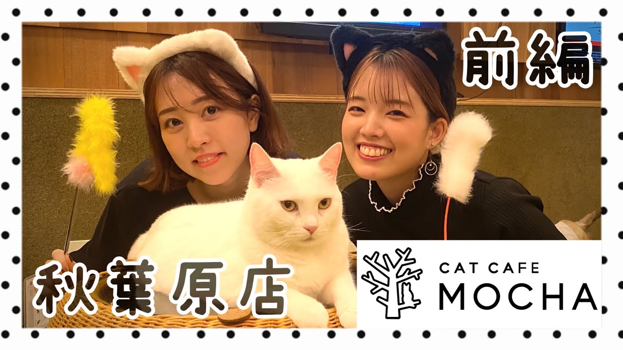 【猫カフェ】MOCHA（モカ）秋葉原店へお邪魔しました🐈🐾前編