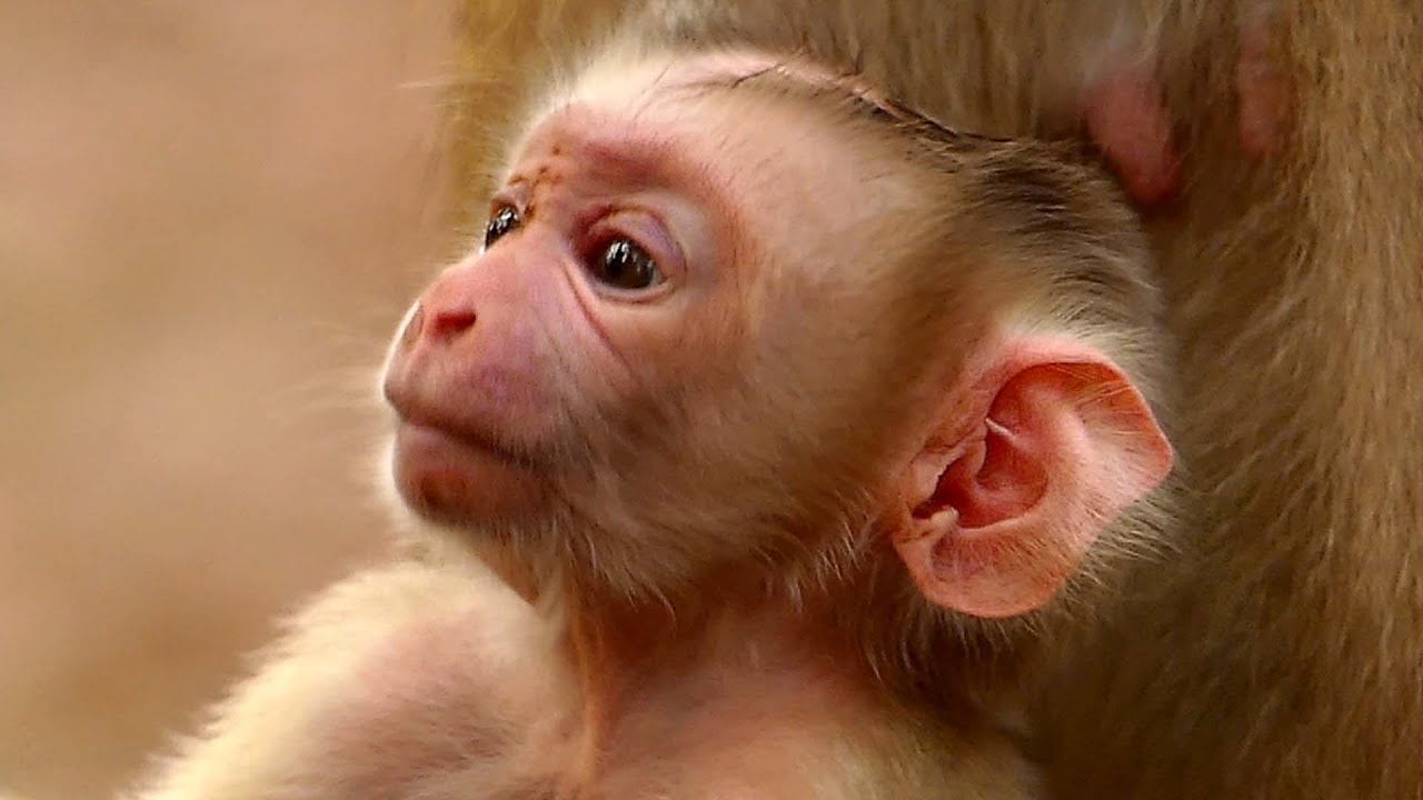 Wow..., Very gorgeous newly born baby pigtail monkey, The world welcomes new baby