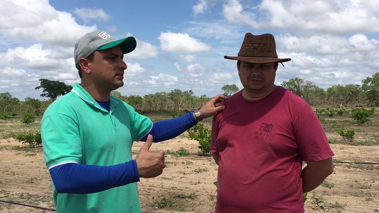 Área de Caju Anão Precoce BRS 226 e CCP 76 em Campo Maior - PI