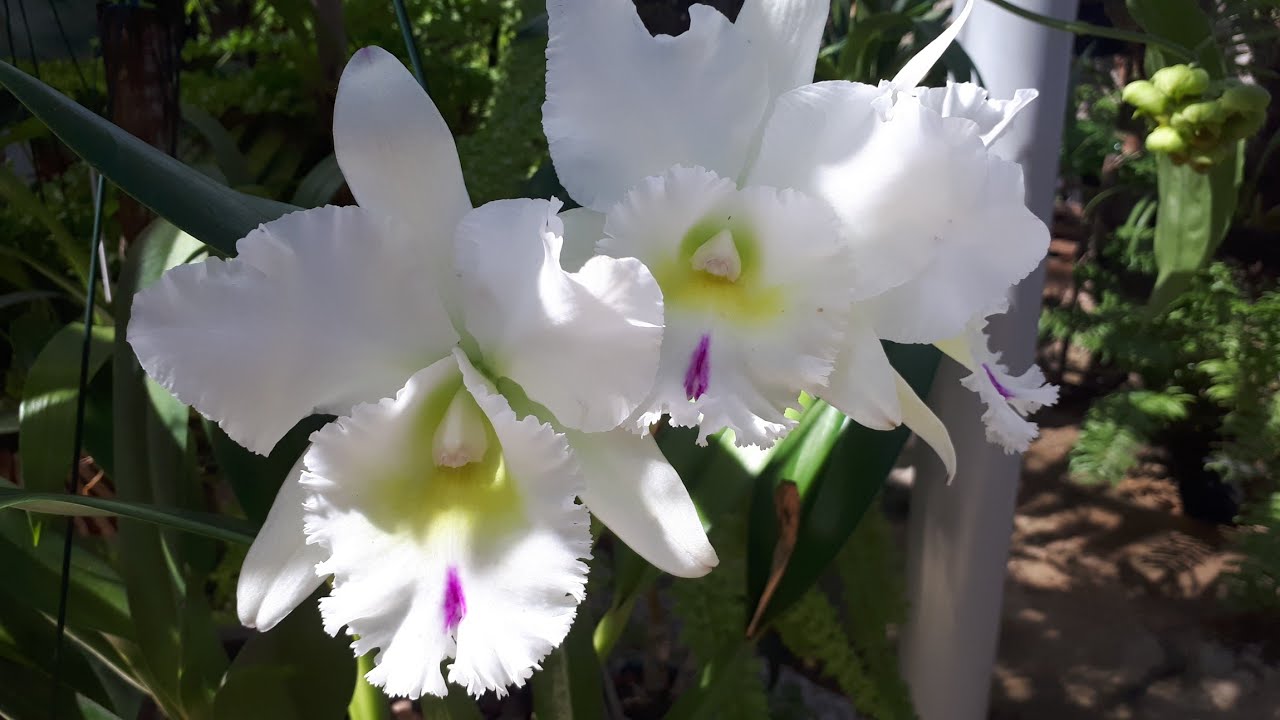 Tour pelo orquidário + dicas de cultivo e floração da maravilhosa Cattleya Pastoral Innocence 🌼😍