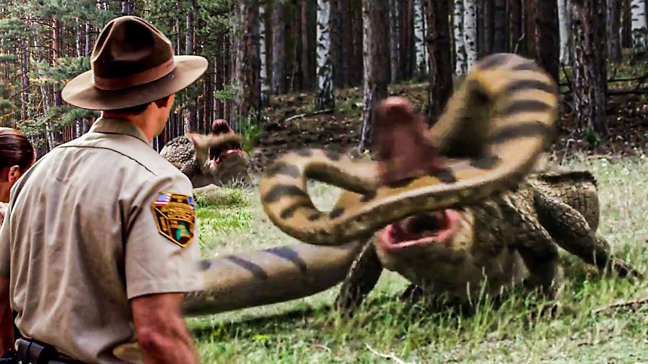 Confronto de predadores: Jacarés vs Anaconda