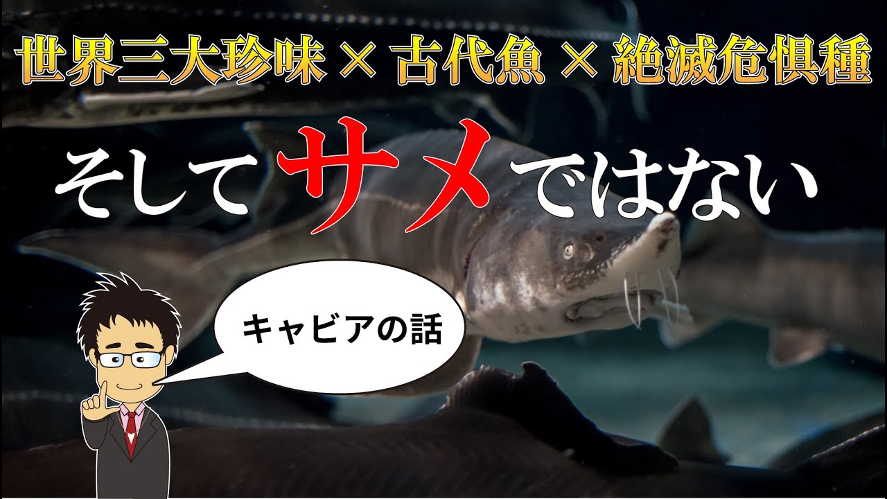 チョウザメはサメじゃない？キャビアを産む古代魚の生態やサメとの違いを徹底解説！【高級食材】【世界三大珍味】