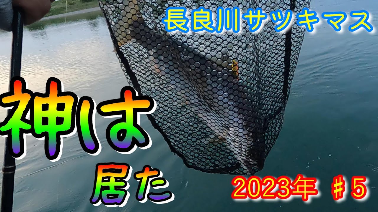 神は見放さなかった！長良川サツキマスday11～21最終章
