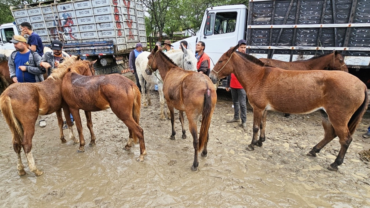 FEIRA DE CAVALOS EM CARUARU-PE 01-07-2025 #nordeste