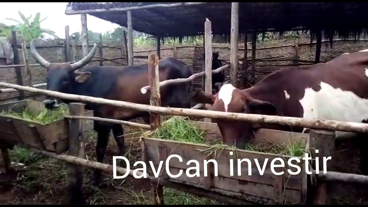 Ubworozi  n' uburimyi &Investir