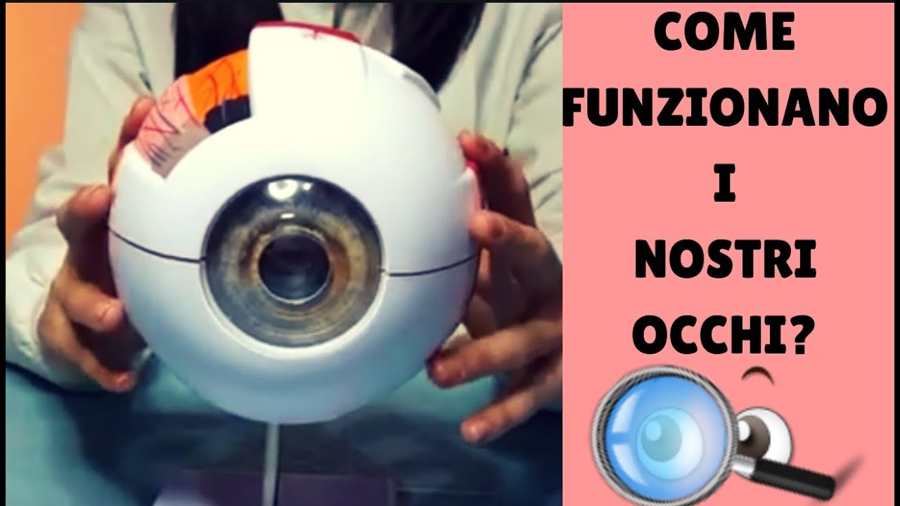 COME FUNZIONANO I NOSTRI OCCHI?/HOW DO OUR EYES WORK?