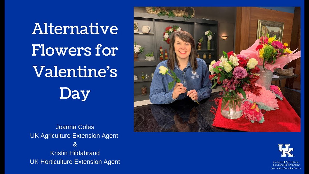 Alternative Flowers for Valentine's Day