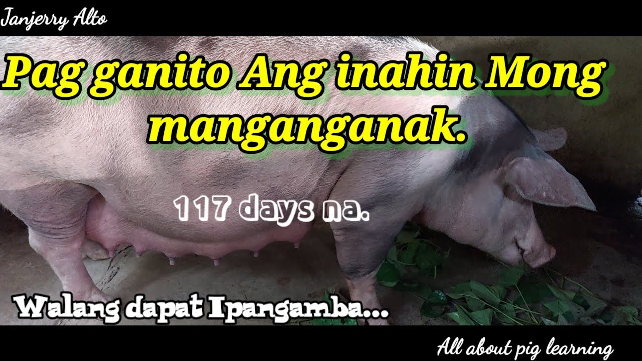 117 days Malakas at Condition parin Ang ating Inahin...@baboy