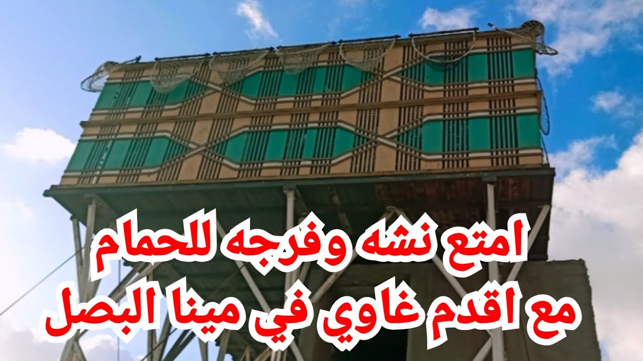 من اقدم الغواه فى اسكندرية اجمل نشه وفرجه و احلى حمامتين #حمام _المحترفين