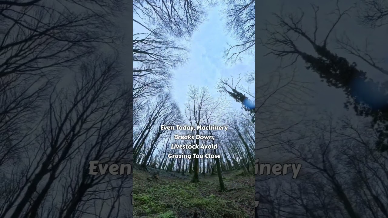 Рингфорт или что-то гораздо более древнее #fyp