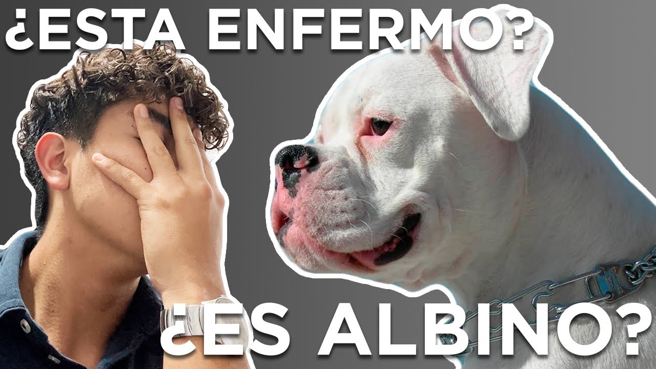 HABLEMOS DEL BOXER BLANCO...