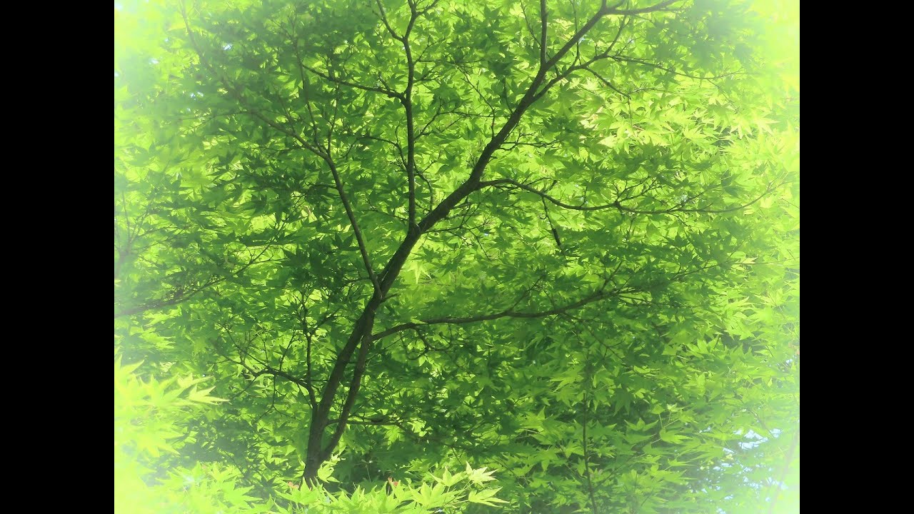 2020 新緑の森から