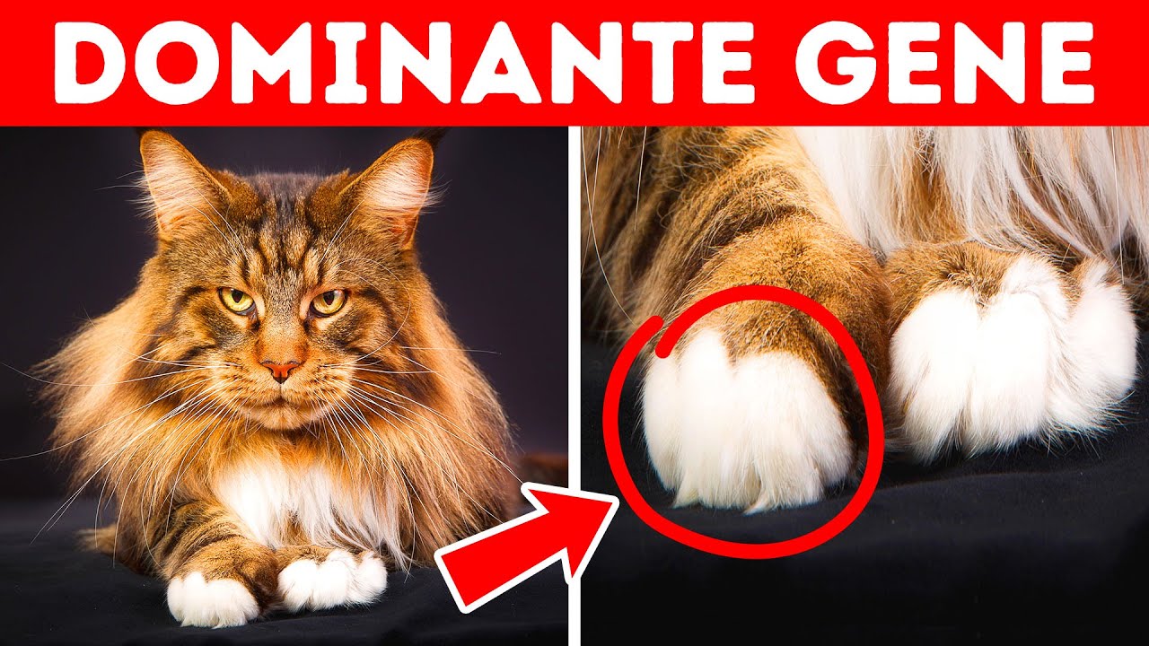 Warum haben viele Katzen weiße Pfoten und andere Katzen-Fakten