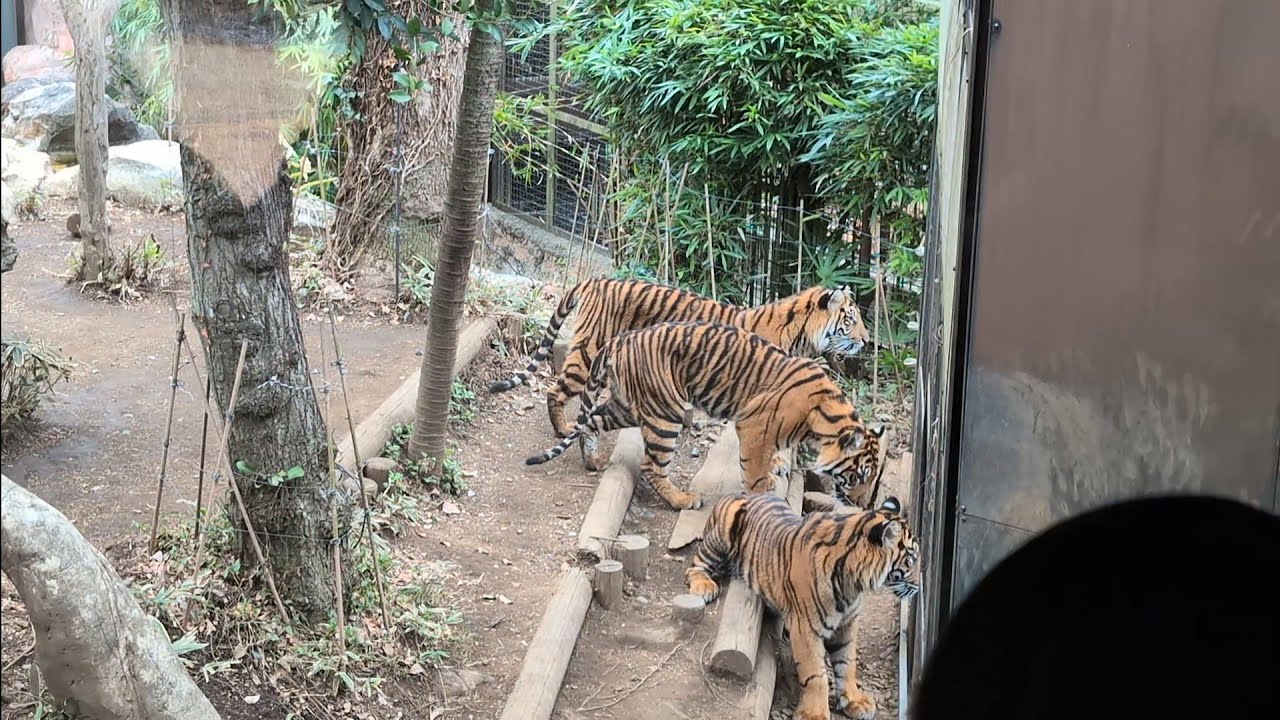 【アバディ、元気でね】3つ子のスマトラトラ アバディ、マクムル、アロナ 2025.03.15