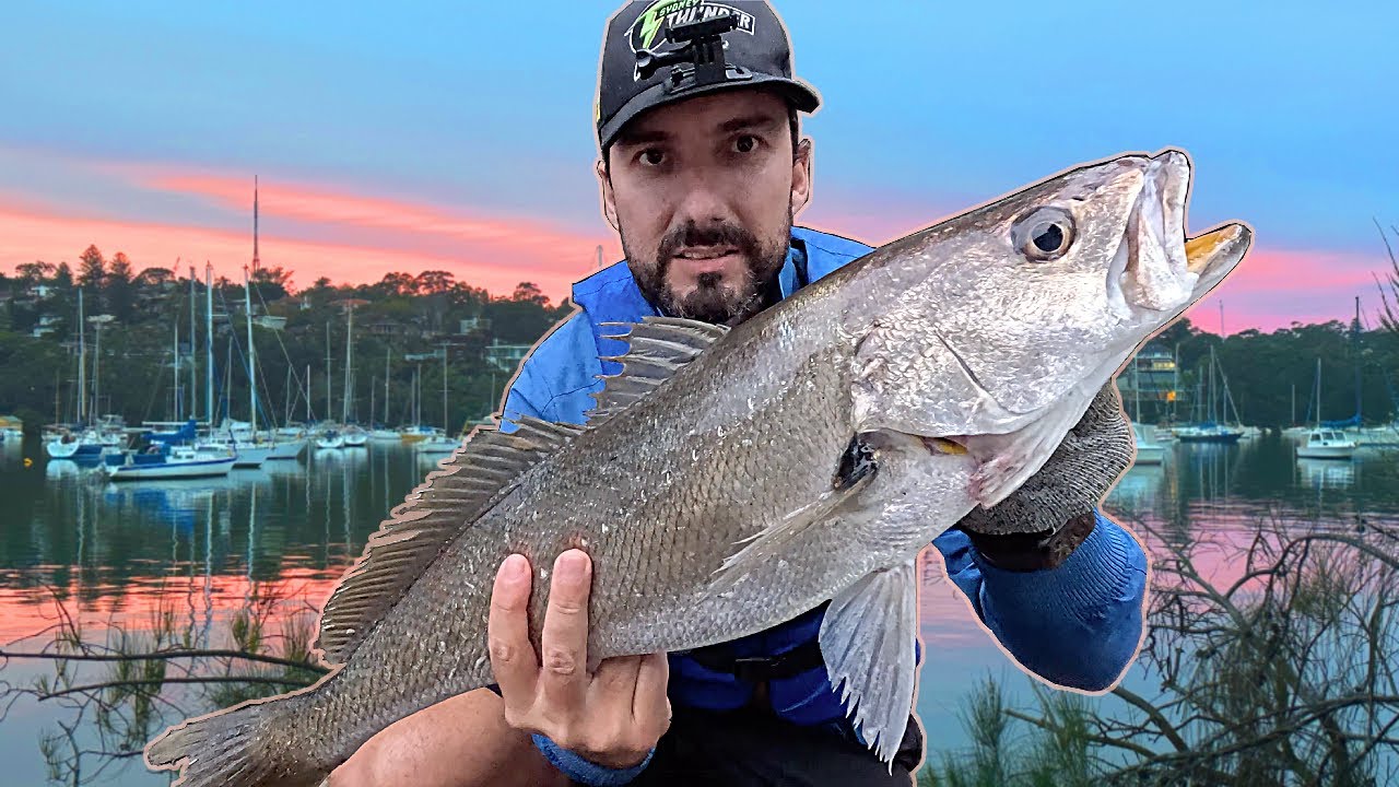 Winter Jewfish on the Kayak in Sydney Harbour! 🎣🛶