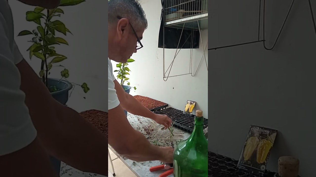 COMO FAZER MUDAS DE MIRTILO   