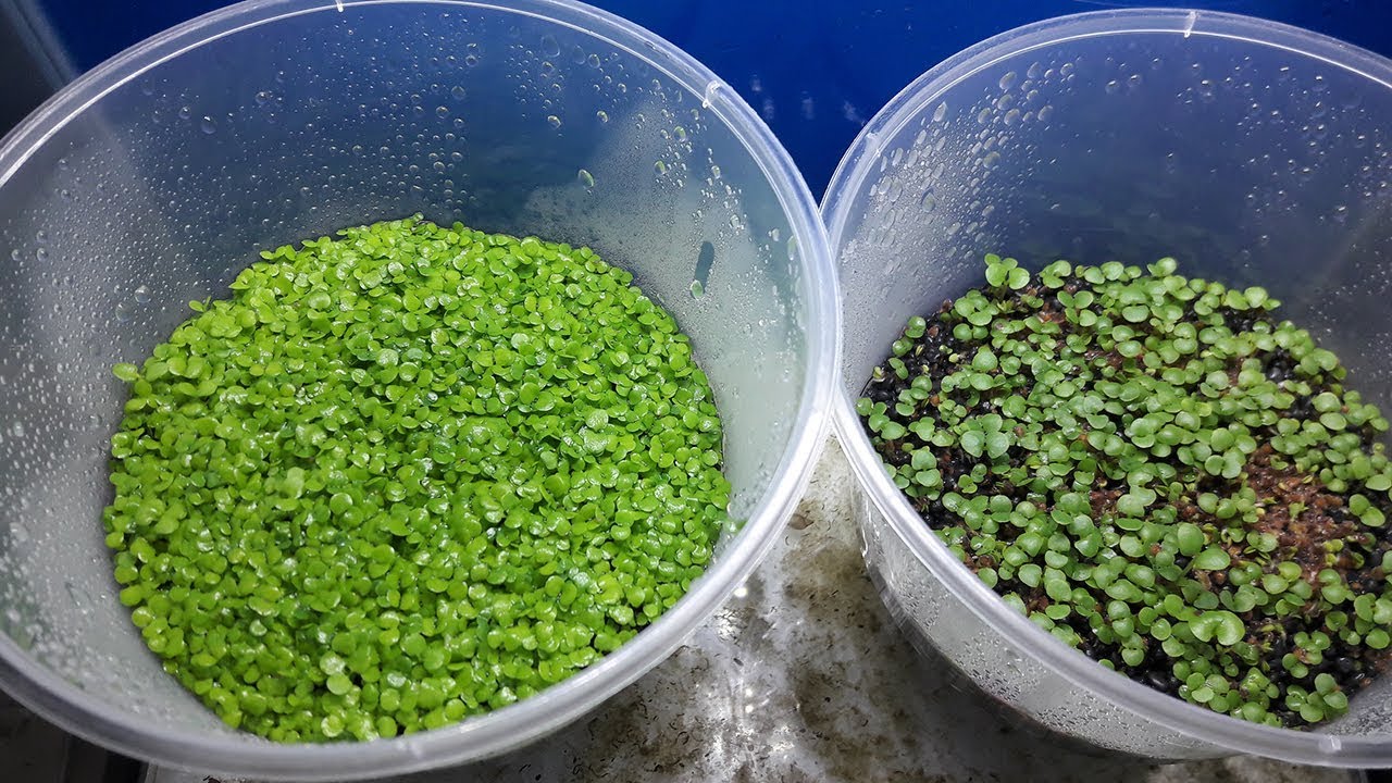 Shopee Overseas Aquarium Carpet Seeds Review