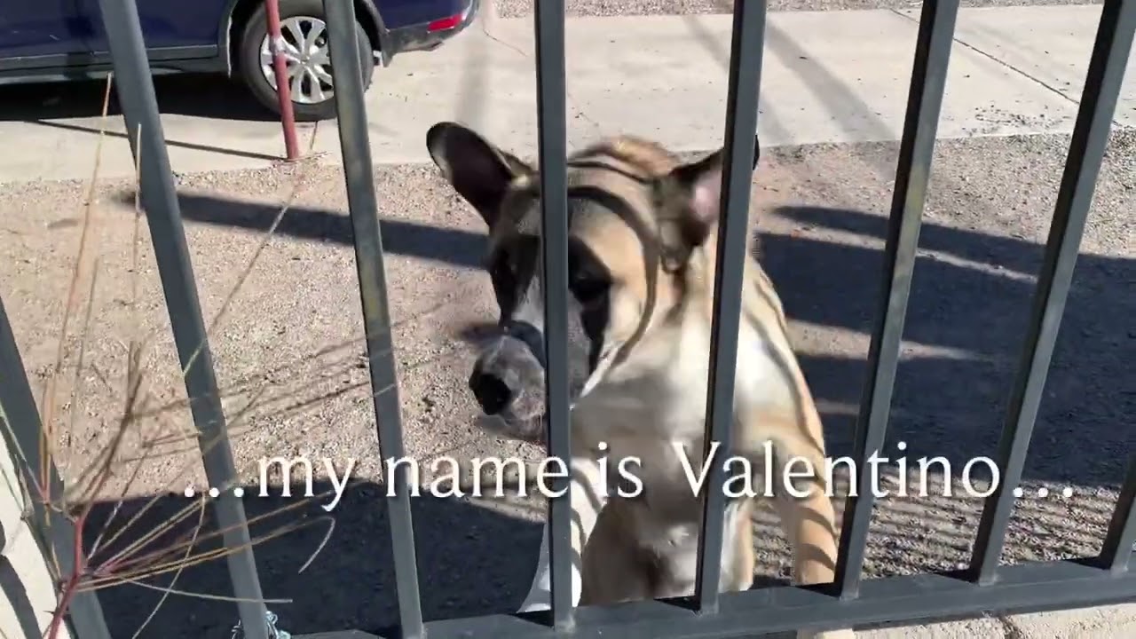 Dog FOX Meets Dog VALENTINO