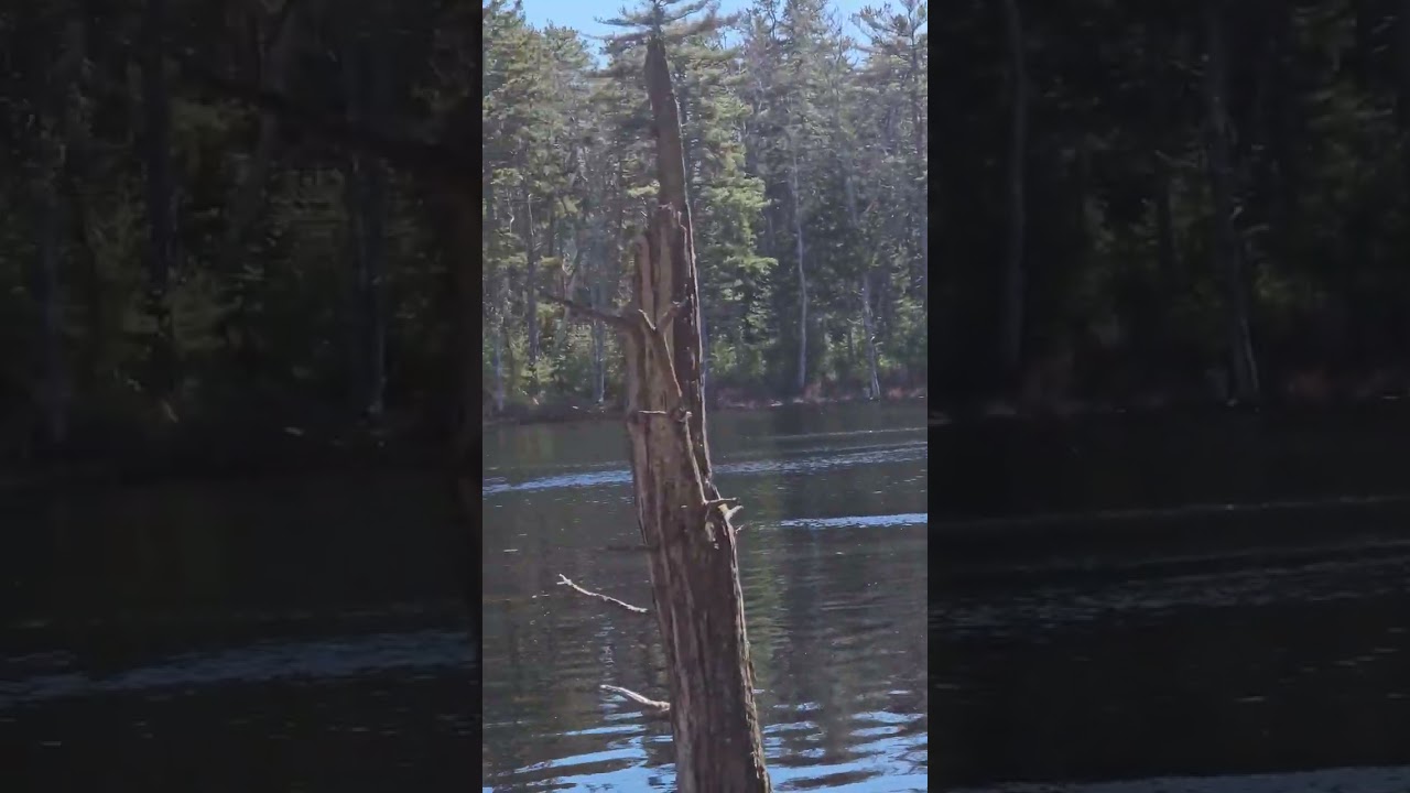 Exploring nature in Georgetown Maine