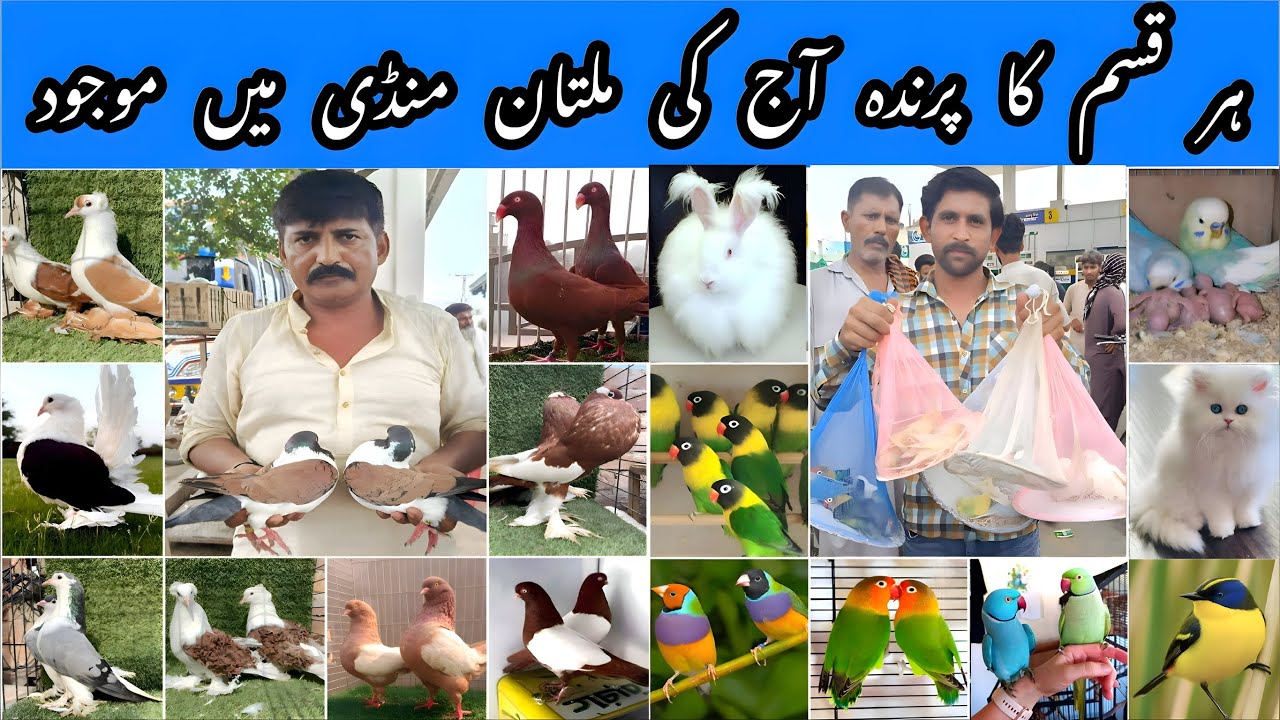 Multan Ki Sabse Bari Birds Market || Multan Mein Aise Parinday?