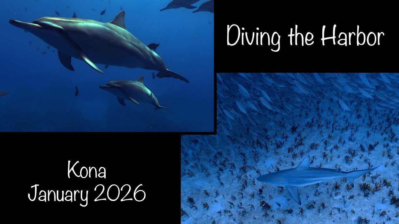 Kona Shore Diving at the Harbor January 2026