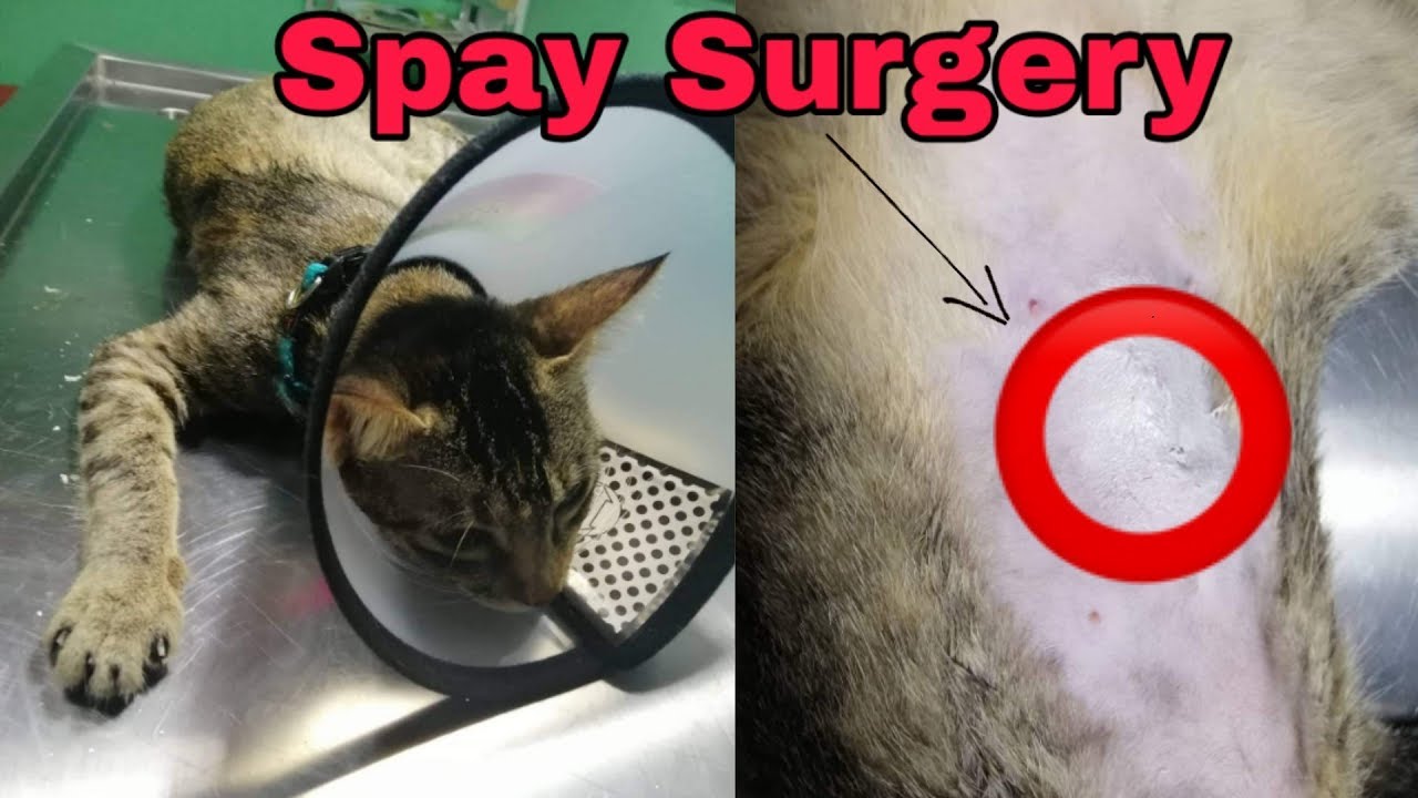 Cat spay Aftercare - CatsLifePH