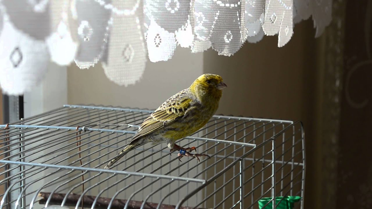 canary lizard singing Duduś