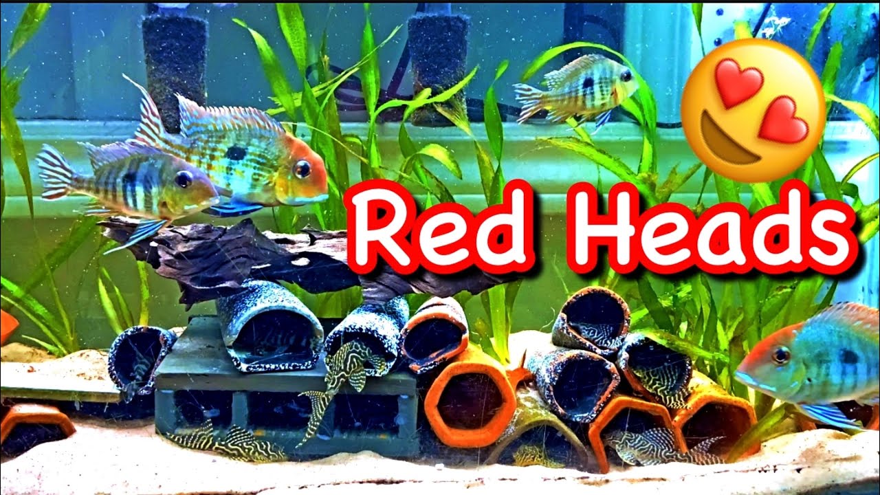 All About Geophagus sp. Tapajo 