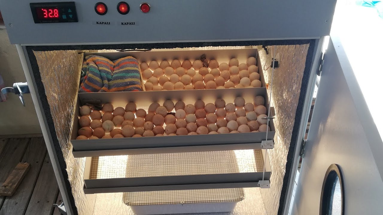 Yeni makinem servo full otomatik kuluçka makinesi 250 lik detaylı anlatım ve kurulum