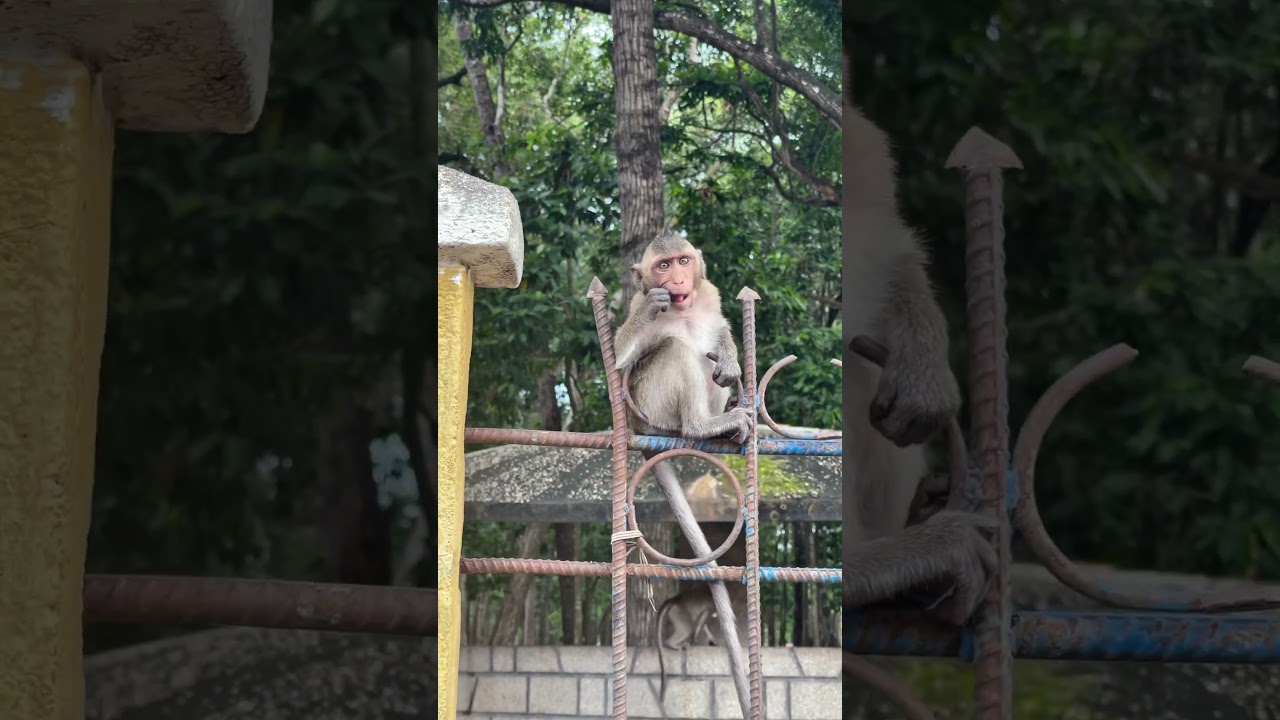 Playful Baby Monkey Moments 🐒✨#BabyMonkey, #NaughtyMonkey, #PlayfulMonkey, #FunnyMonkey #CuteMonkey