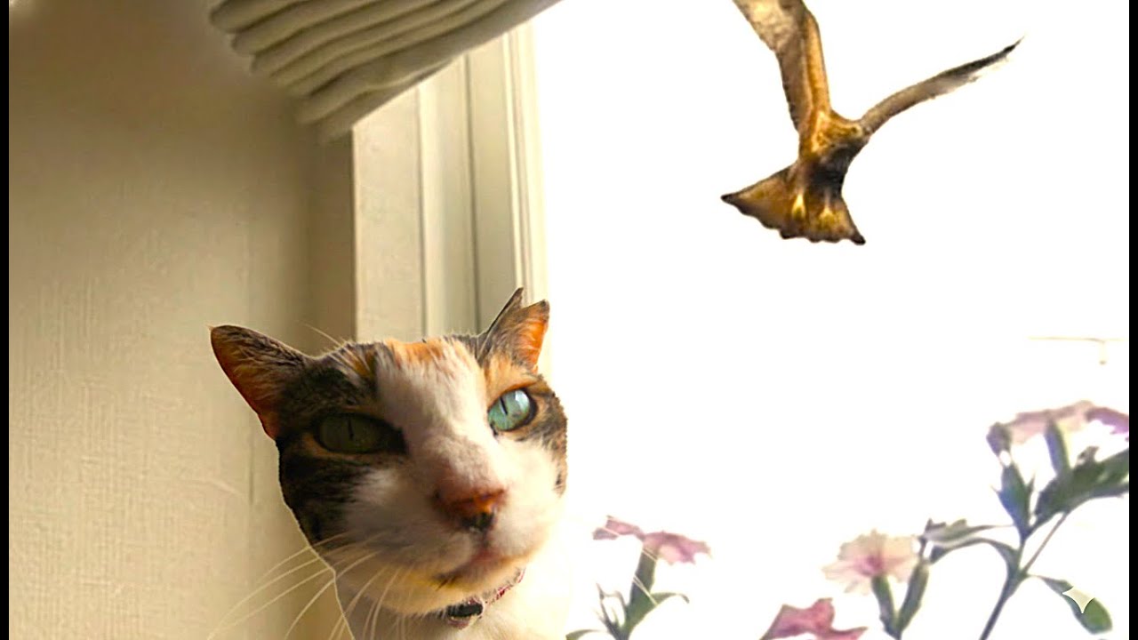 鳶大接近!  どうするきさんじ