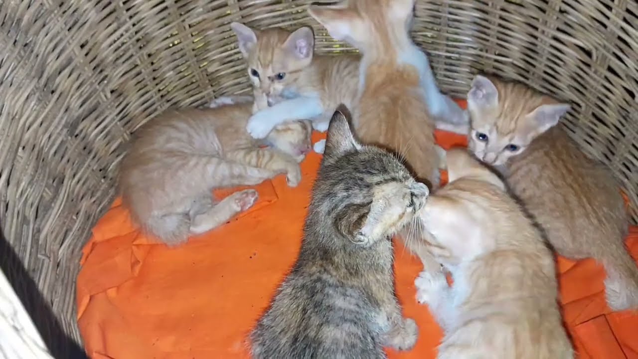 Very lovely the little kittens are playing and living together 
