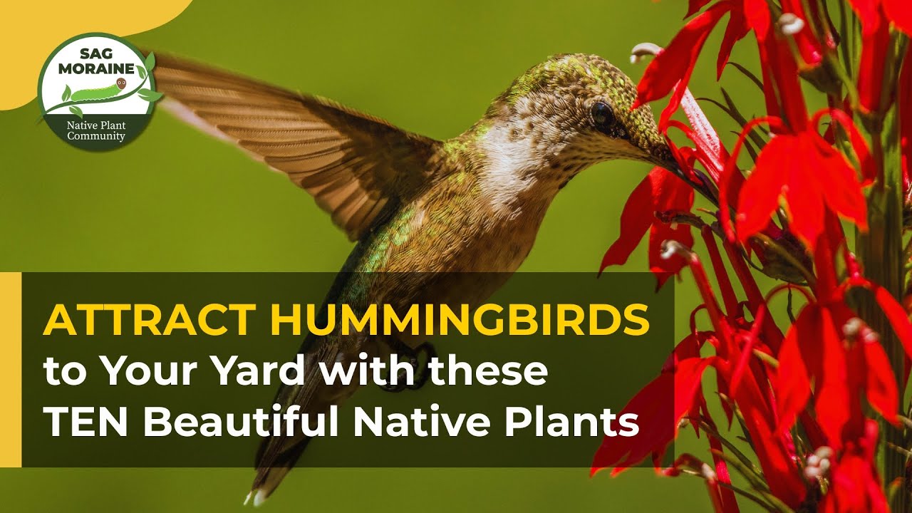 Attract HUMMINGBIRDS to Your Yard With These TEN Beautiful Native Plants​
