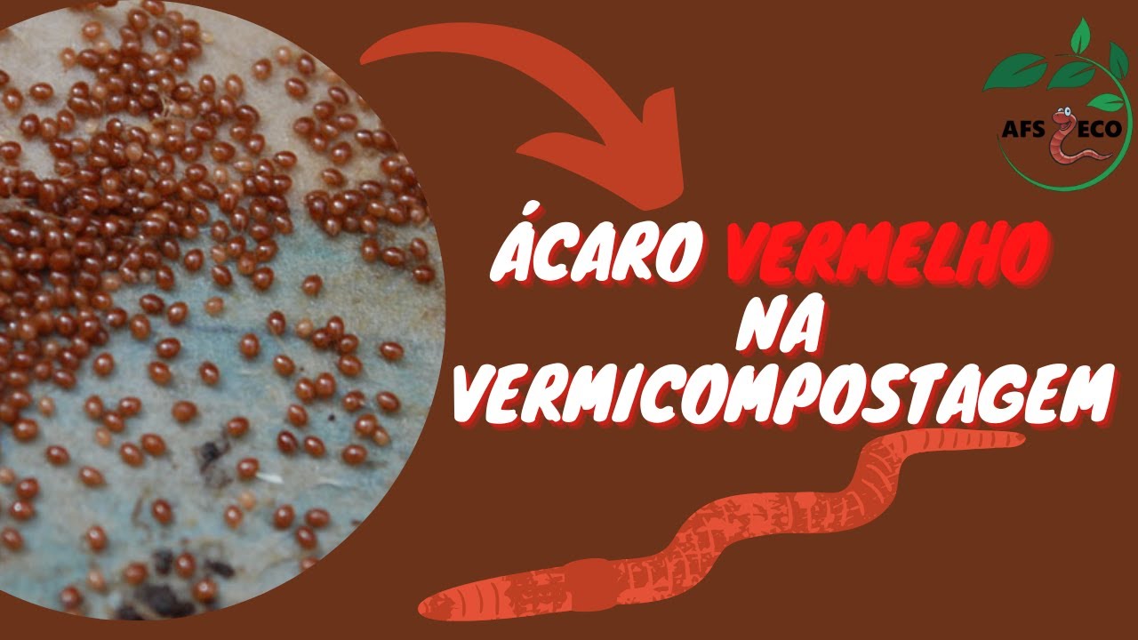 ÁCAROS vermelhos na vermicompostagem - Ajuda ou prejudica as minhocas?