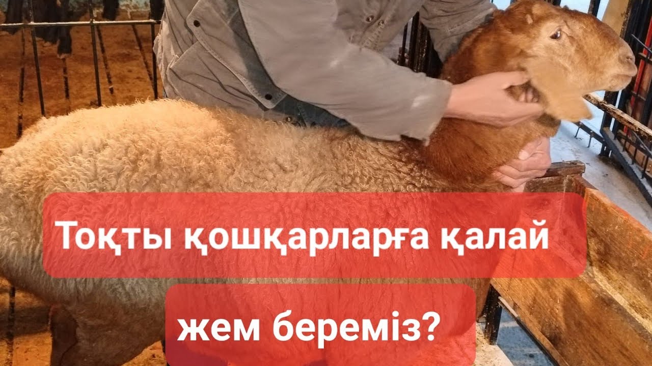 Тоқты қошқарлар. Тоқты қошқарларға қалай жем  береміз? Бордақылаудың қыр-сыры.
