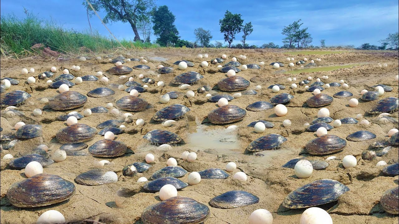 I harvested the rice and started planting rice again, I picked up many clams & eggs in the field